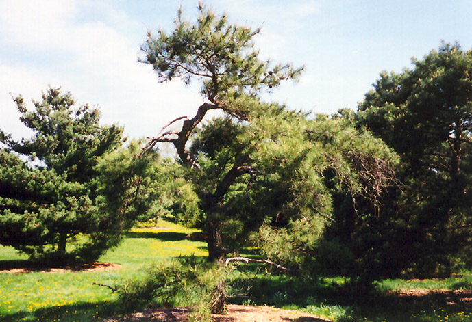 Japanese Red Pine (Pinus densiflora) at Millcreek Gardens