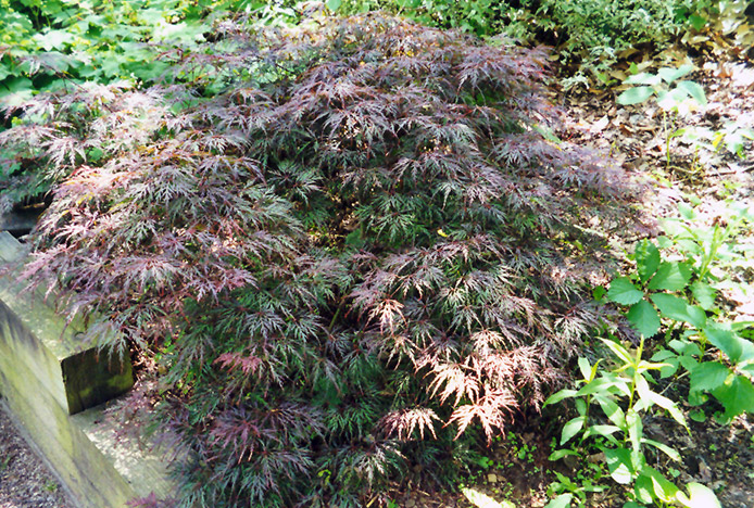 Cutleaf Japanese Maple (Acer palmatum 'Asplenifolium') at Millcreek Gardens