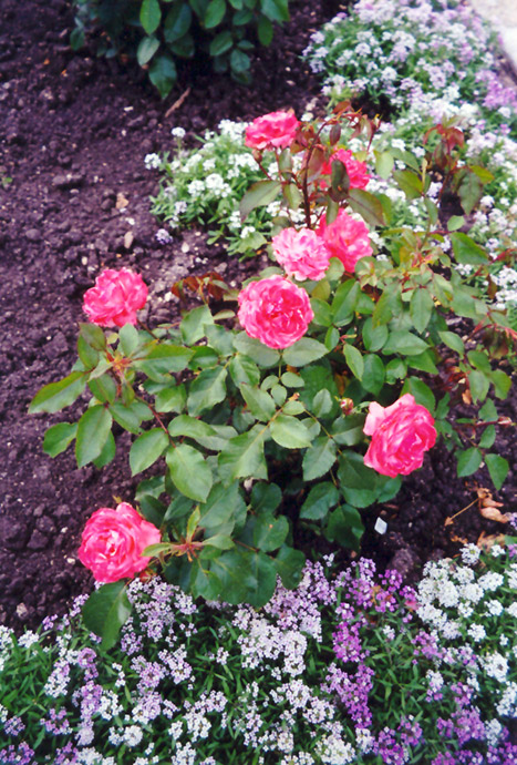 Queen Elizabeth Rose (Rosa 'Queen Elizabeth') at Millcreek Gardens