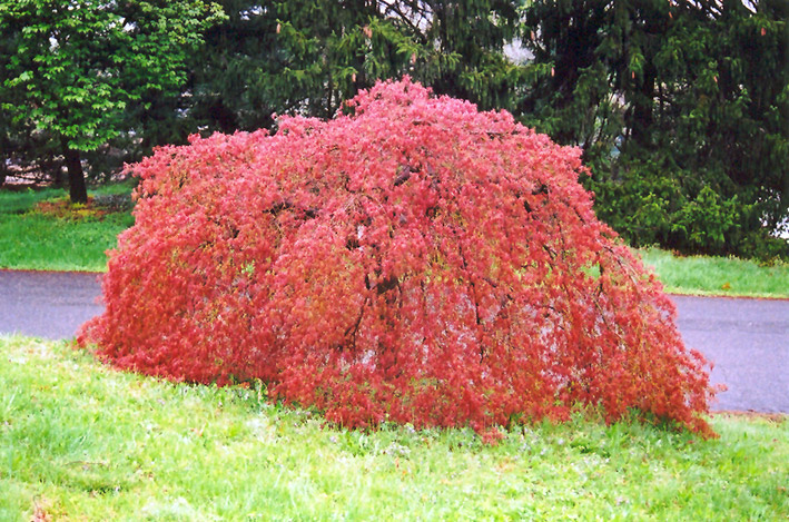 Weeping Japanese Maple (Acer palmatum 'Pendulum') at Millcreek Gardens