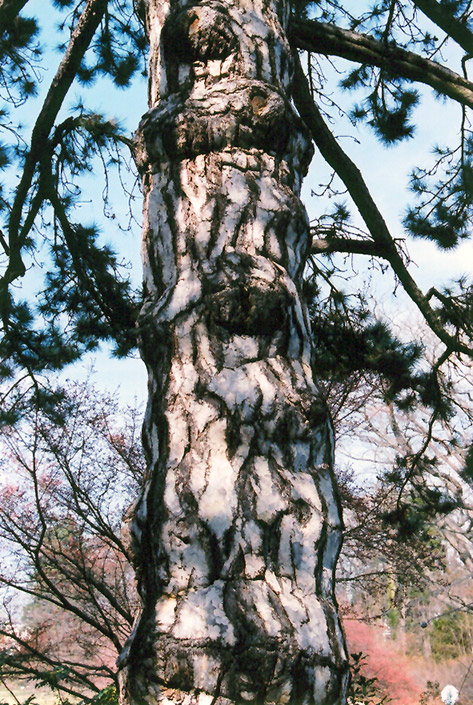 Austrian Pine (Pinus nigra) at Millcreek Gardens