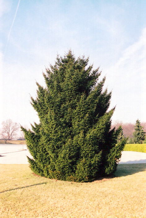 Oriental Spruce (Picea orientalis) at Millcreek Gardens