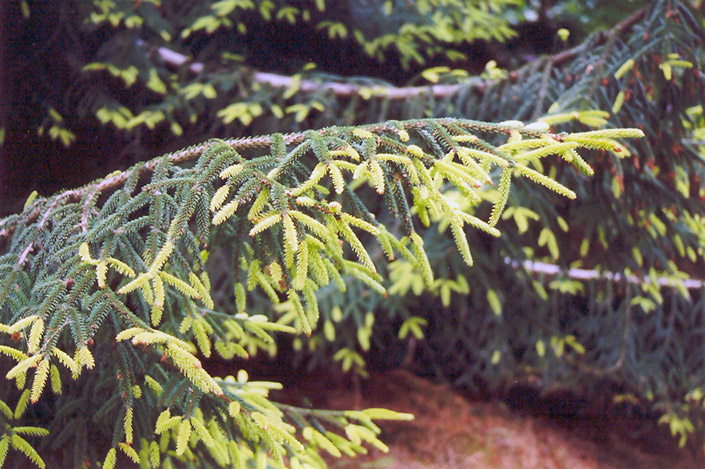 Golden Oriental Spruce (Picea orientalis 'Aurea') at Millcreek Gardens