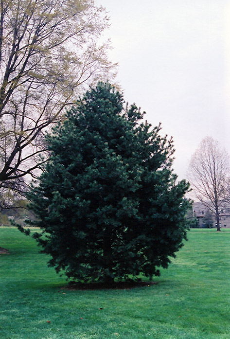 Blue Limber Pine (Pinus flexilis 'Glauca') at Millcreek Gardens