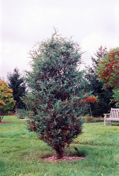 Chinese Juniper (Juniperus chinensis) at Millcreek Gardens