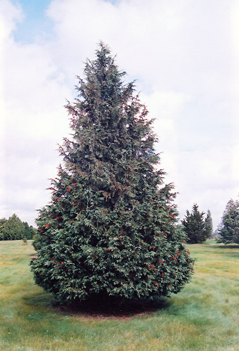 Blue Nootka Cypress (Chamaecyparis nootkatensis 'Glauca') at Millcreek Gardens