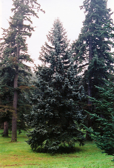 Thompsen Blue Spruce (Picea pungens 'Thompsen Blue') at Millcreek Gardens
