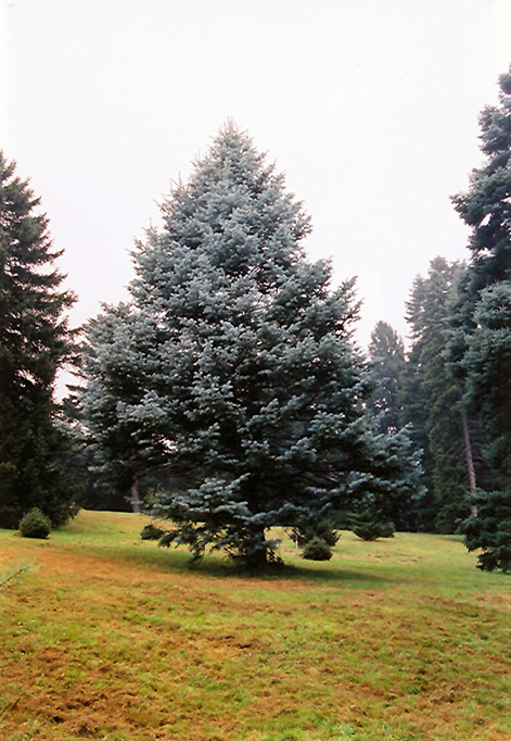 Candicans White Fir (Abies concolor 'Candicans') at Millcreek Gardens