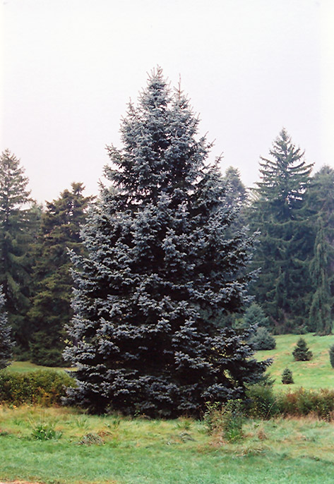 Hoopsii Blue Spruce (Picea pungens 'Hoopsii') at Millcreek Gardens