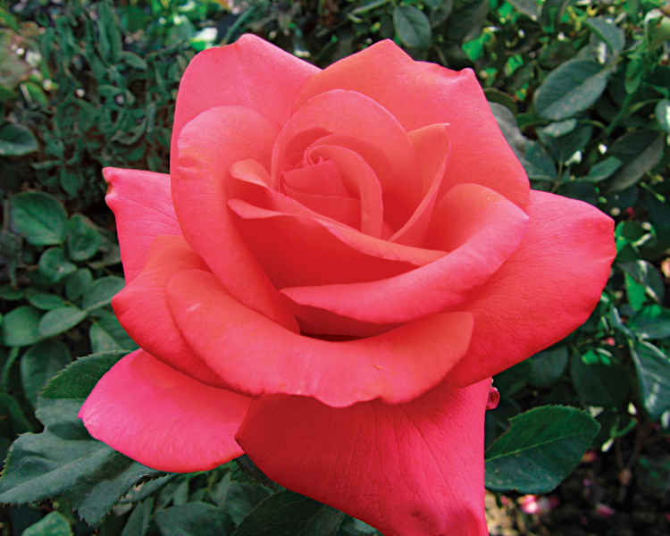 We Salute You Rose (Rosa 'WEKvoosun') at Millcreek Gardens