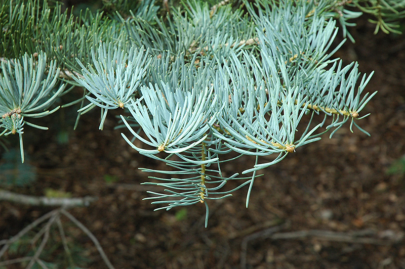 White Fir (Abies concolor) at Millcreek Gardens