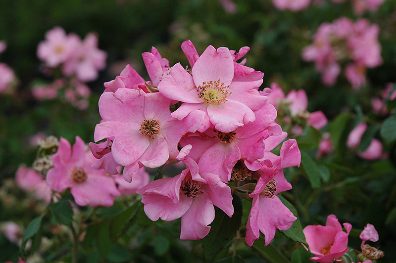 Polar Joy Rose (Rosa 'BAIore') at Millcreek Gardens