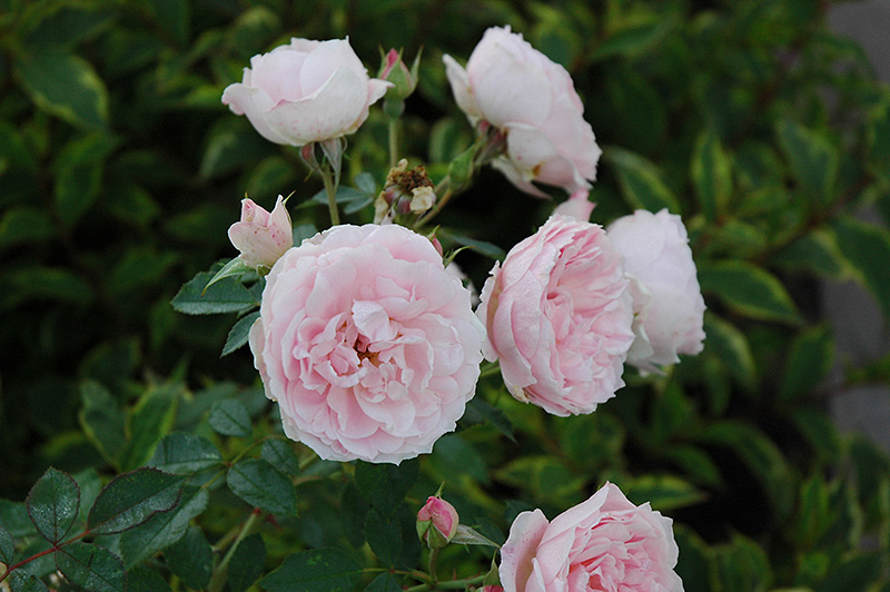 Morden Blush Rose (Rosa 'Morden Blush') at Millcreek Gardens