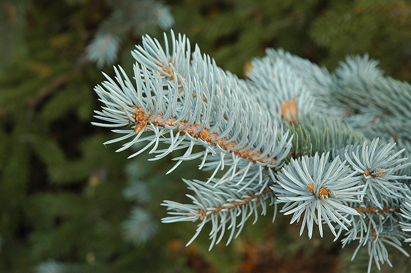 Blue Colorado Spruce (Picea pungens 'var. glauca') at Millcreek Gardens