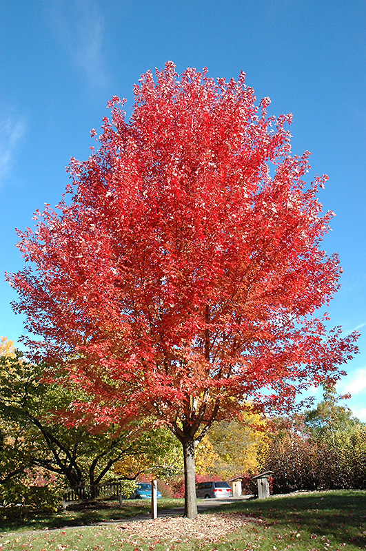 Autumn Blaze Maple Acer X Freemanii Jeffersred In Salt Lake City Utah Ut At Millcreek Gardens