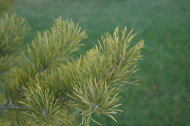 Scotch Pine (Pinus sylvestris) at Millcreek Gardens