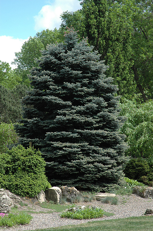 Fat Albert Blue Spruce (Picea pungens 'Fat Albert') at Millcreek Gardens