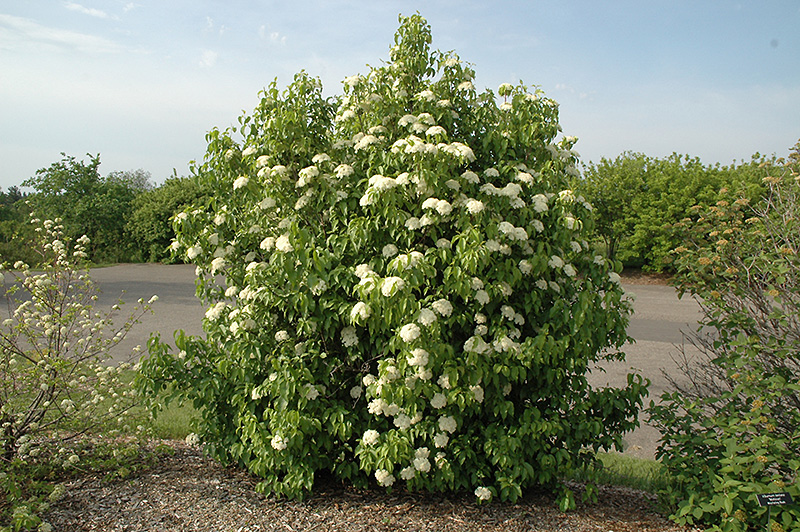 Nannyberry (Viburnum lentago) at Millcreek Gardens