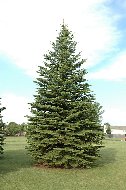 Colorado Spruce (Picea pungens) at Millcreek Gardens