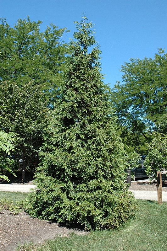 Atrovirens Arborvitae (Thuja plicata 'Atrovirens') at Millcreek Gardens
