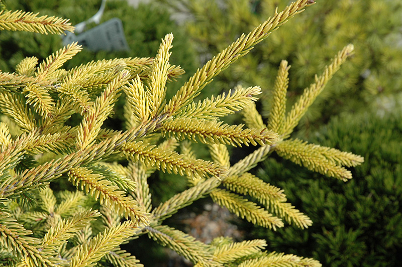 Skylands Golden Spruce (Picea orientalis 'Skylands') at Millcreek Gardens
