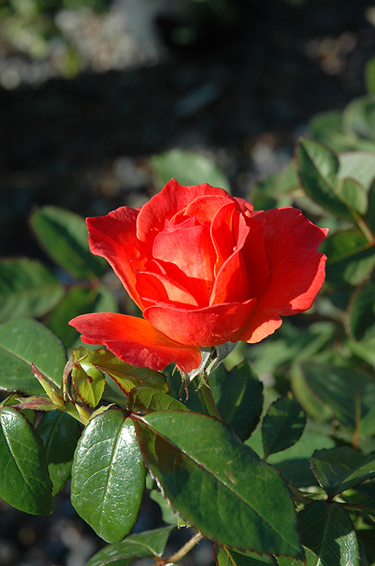Livin' Easy Rose (Rosa 'HARwelcome') at Millcreek Gardens