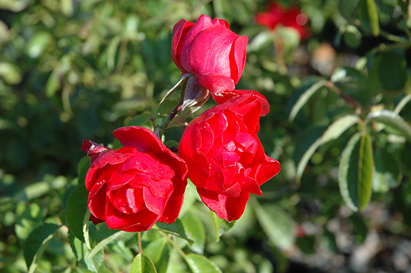 Flower Carpet Scarlet Rose (Rosa 'Flower Carpet Scarlet') at Millcreek Gardens