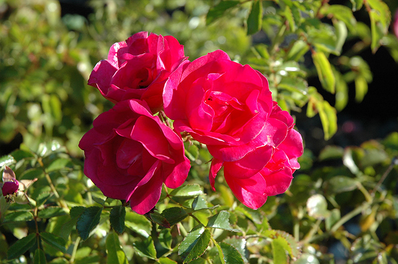 Flower Carpet Pink Rose (Rosa 'Flower Carpet Pink') at Millcreek Gardens