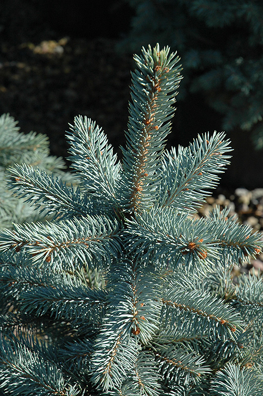 Baby Blue Eyes Spruce (Picea pungens 'Baby Blue Eyes') at Millcreek Gardens