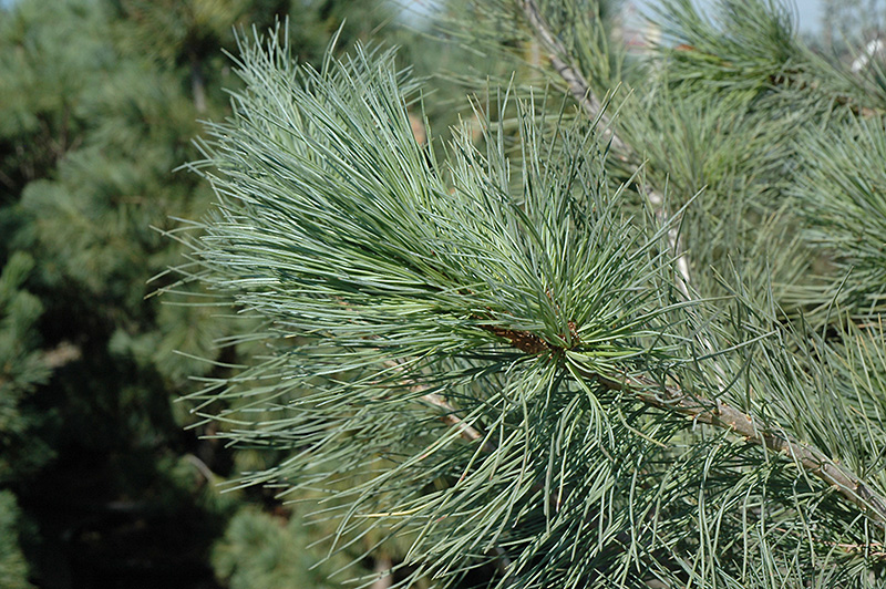 Blue Macedonian Pine (Pinus peuce 'Glauca') at Millcreek Gardens