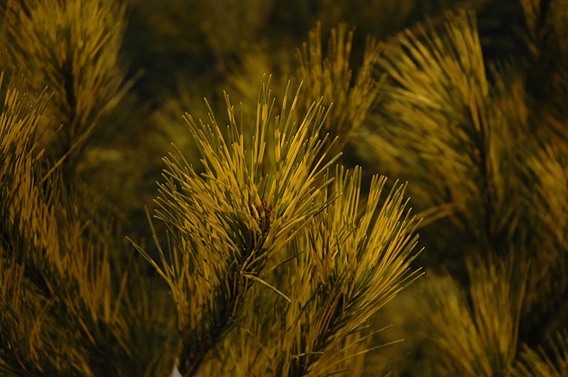 Burke Red Variegated Japanese Red Pine (Pinus densiflora 'Burke Red Variegated') at Millcreek Gardens