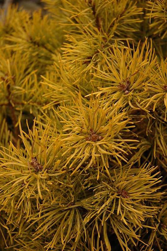 Gold Coin Scotch Pine (Pinus sylvestris 'Gold Coin') at Millcreek Gardens