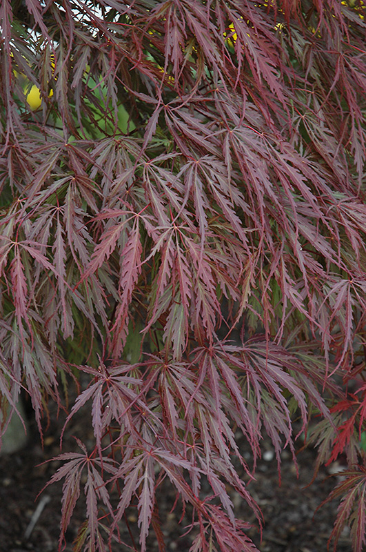 Tamukeyama Japanese Maple (Acer palmatum 'Tamukeyama') at Millcreek Gardens
