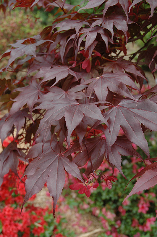 Bloodgood Japanese Maple (Acer palmatum 'Bloodgood') at Millcreek Gardens
