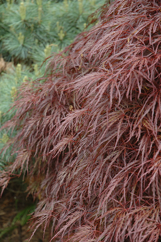 Red Select Cutleaf Japanese Maple (Acer palmatum 'Dissectum Red Select') at Millcreek Gardens