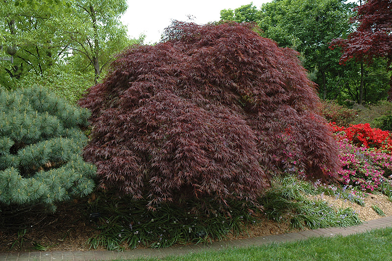 Red Select Cutleaf Japanese Maple (Acer palmatum 'Dissectum Red Select') at Millcreek Gardens