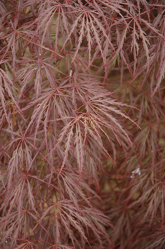 Purple-Leaf Threadleaf Japanese Maple (Acer palmatum 'Dissectum Atropurpureum') at Millcreek Gardens