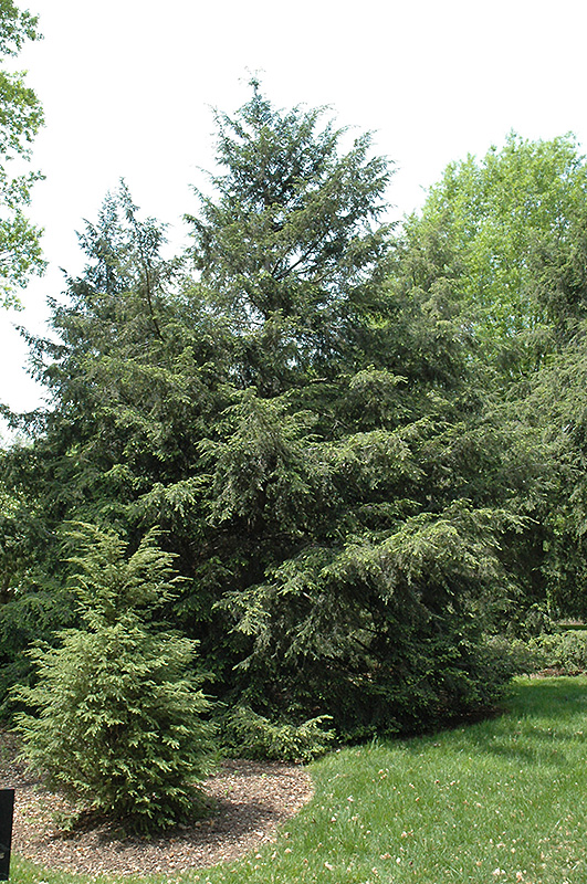 Canadian Hemlock (Tsuga canadensis) at Millcreek Gardens