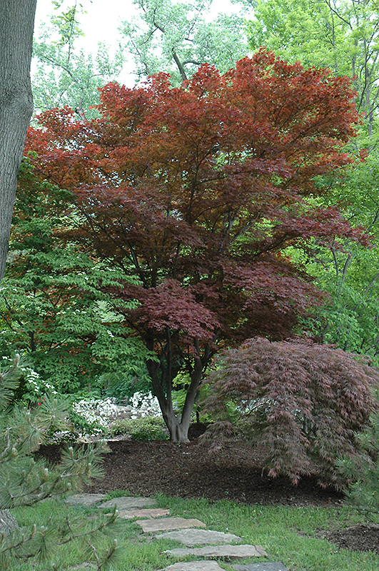 Oshio Beni Japanese Maple (Acer palmatum 'Oshio Beni') at Millcreek Gardens