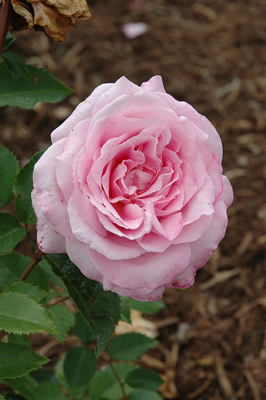 Belinda's Dream Rose (Rosa 'Belinda's Dream') at Millcreek Gardens