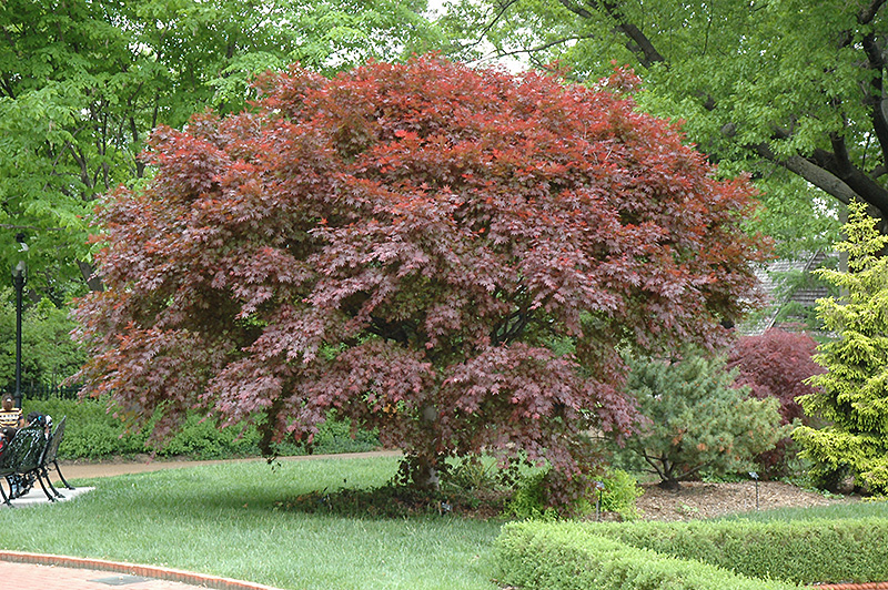 Trompenburg Japanese Maple (Acer palmatum 'Trompenburg') at Millcreek Gardens