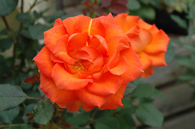 Gingersnap Rose (Rosa 'Gingersnap') at Millcreek Gardens