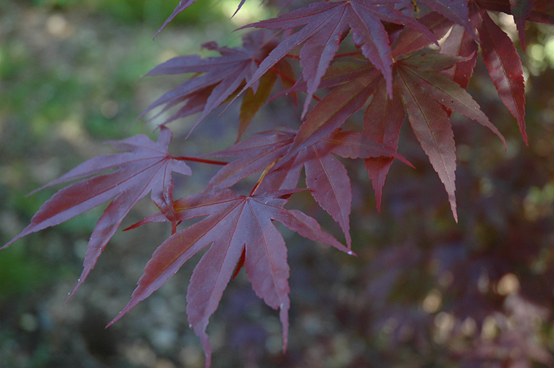 Moonfire Japanese Maple (Acer palmatum 'Moonfire') at Millcreek Gardens