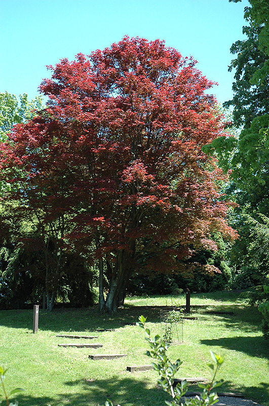 Purple-Leaf Japanese Maple (Acer palmatum 'Atropurpureum') at Millcreek Gardens