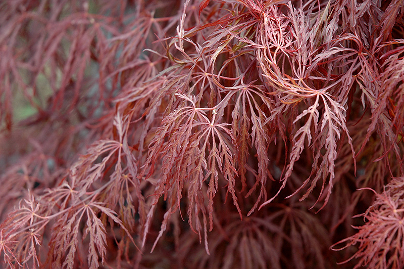 Crimson Queen Japanese Maple (Acer palmatum 'Crimson Queen') at Millcreek Gardens