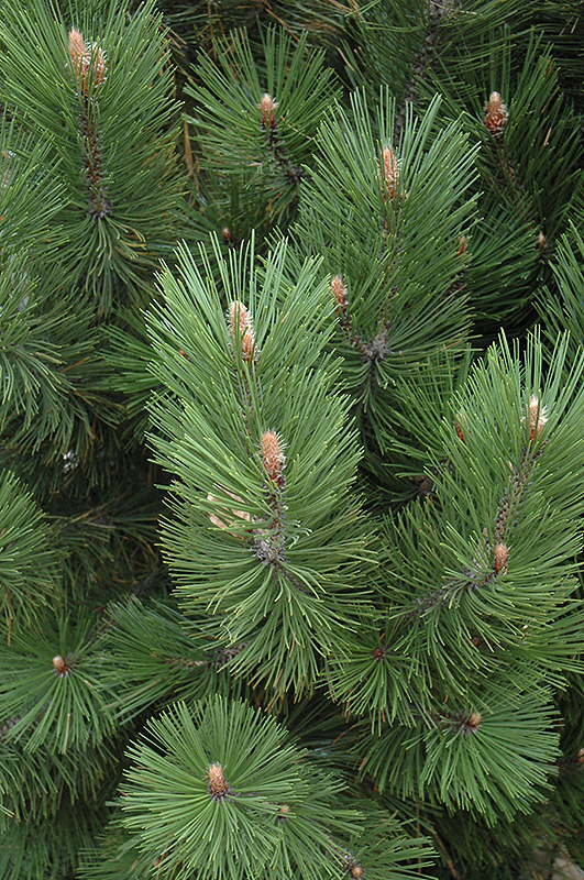 Emerald Arrow Bosnian Pine (Pinus heldreichii 'Emerald Arrow') at Millcreek Gardens