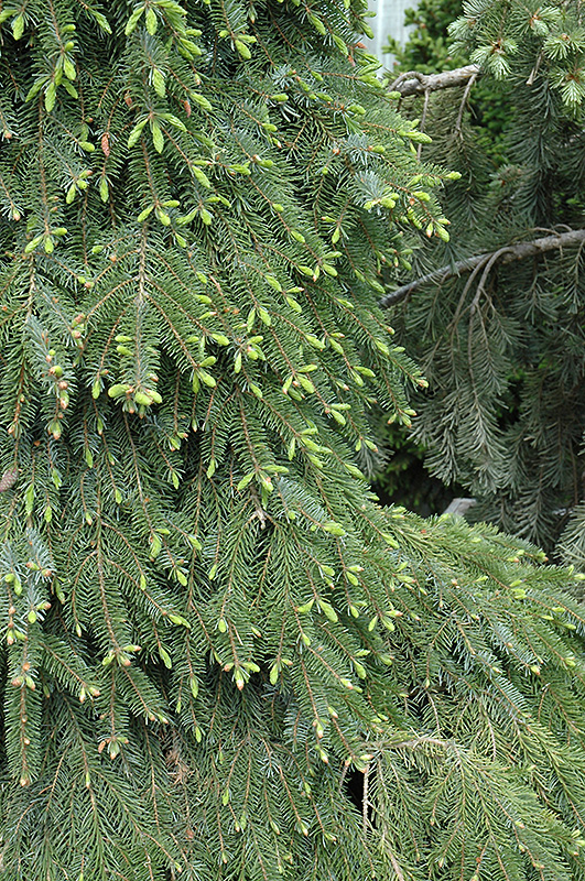 Bruns Weeping Spruce (Picea omorika 'Pendula Bruns') at Millcreek Gardens