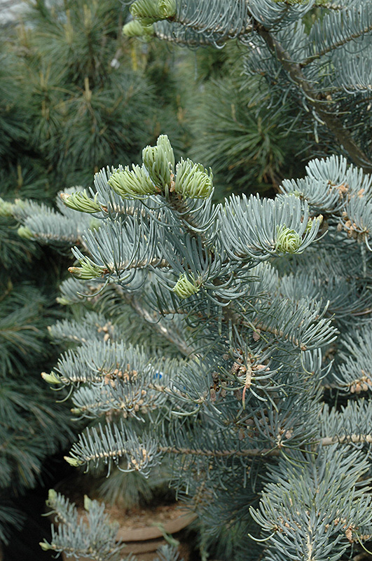 Candicans White Fir (Abies concolor 'Candicans') at Millcreek Gardens