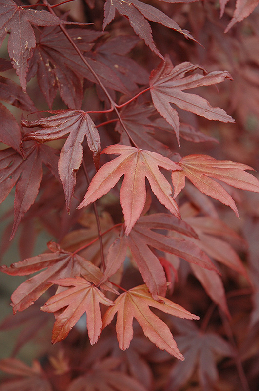 Fireglow Japanese Maple (Acer palmatum 'Fireglow') at Millcreek Gardens