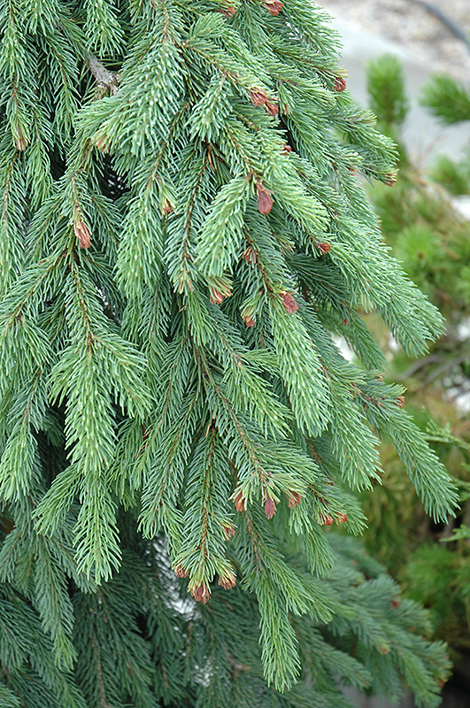 Weeping White Spruce (Picea glauca 'Pendula') at Millcreek Gardens